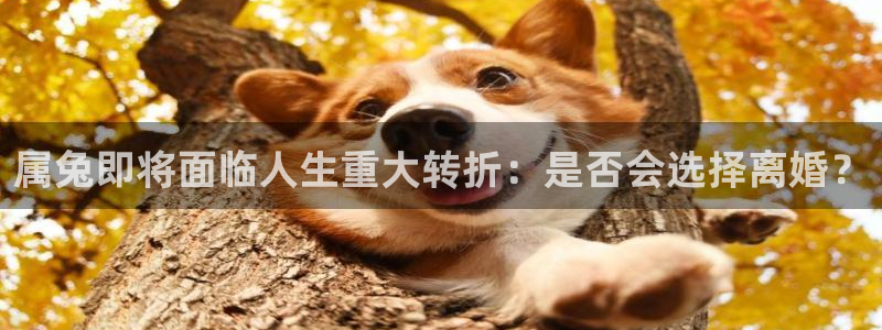 bbin视讯体育f开号：属兔即将面临人生重大转折：是否会选择离婚？