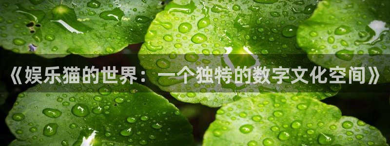bbin视讯游戏官网平台入口：《娱乐猫的世界：一个独特的数字文化空间》